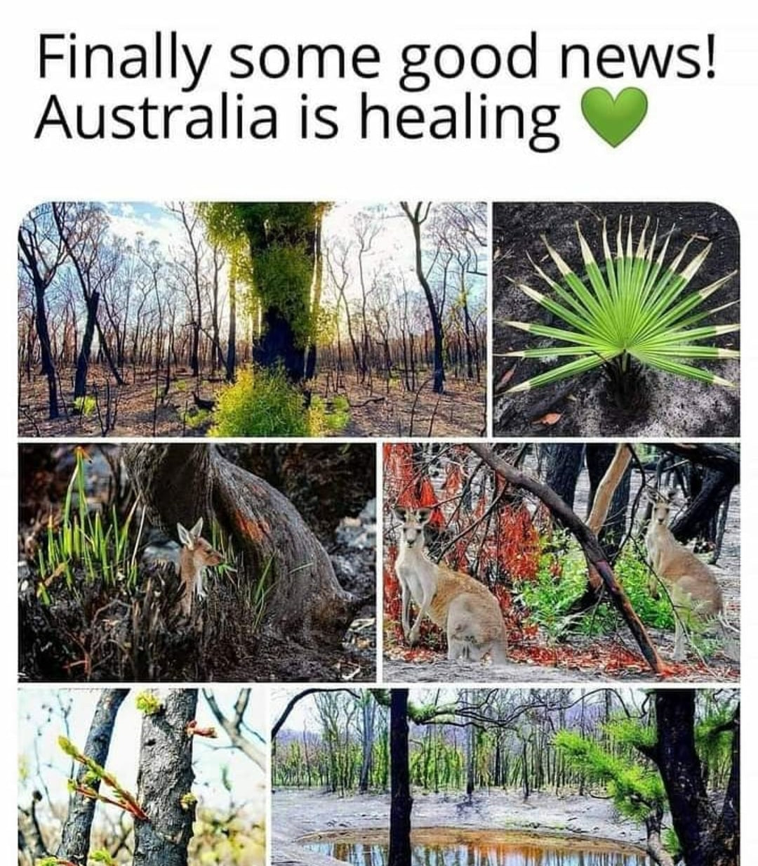 Australia is healing!!